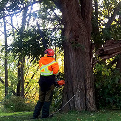 Should You Get an Arborist Report Before Buying a Property - Tree assessment