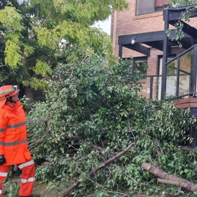 Should You Get an Arborist Report Before Buying a Property - Risk for home with tree nearby