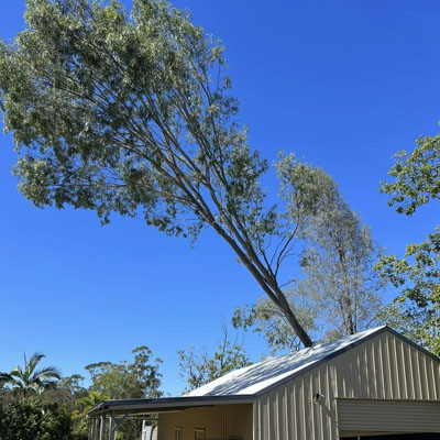 What Affects the Cost of Tree Pruning - Branches over building