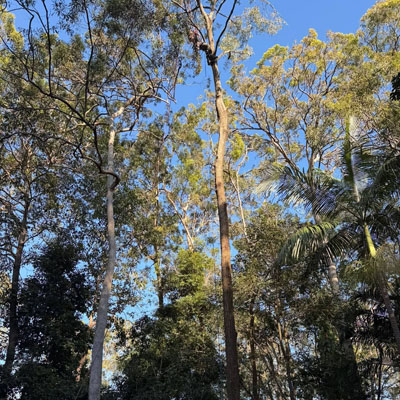 What Affects the Cost of Tree Pruning - Open canopy