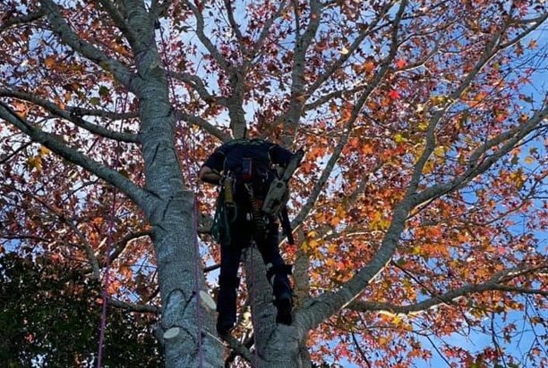 What Affects the Cost of Tree Pruning