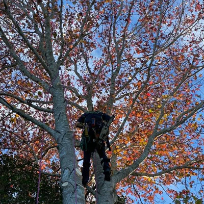 What Affects the Cost of Tree Pruning - Rigging equipment