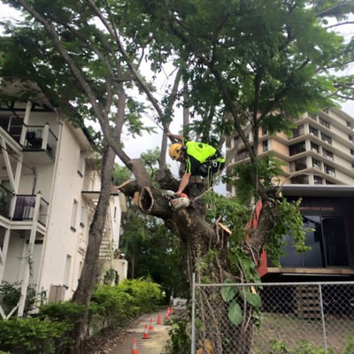 What Affects the Cost of Tree Pruning - Tree pruning