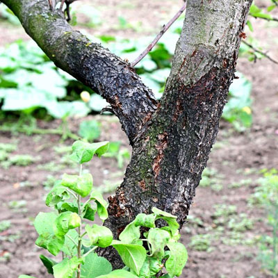 Can You Plant a New Tree in the Same Spot After Tree Removal - Diseased tree