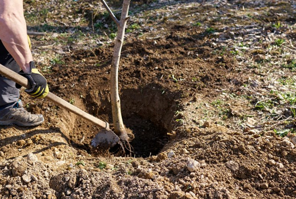 Can You Plant a New Tree in the Same Spot After Tree Removal