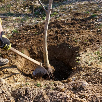 Can You Plant a New Tree in the Same Spot After Tree Removal - Replanting tree near old stump
