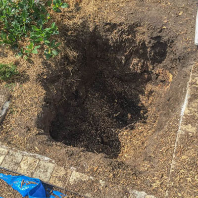 Can You Plant a New Tree in the Same Spot After Tree Removal - Replanting trees in the same spot requires careful planning