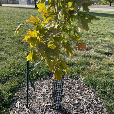 Can You Plant a New Tree in the Same Spot After Tree Removal - Replanting tree