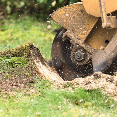 Can You Plant a New Tree in the Same Spot After Tree Removal - Stump grinding