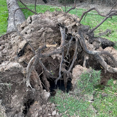 Can You Plant a New Tree in the Same Spot After Tree Removal - Roots remain underground