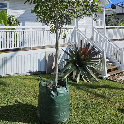 Can You Plant a New Tree in the Same Spot After Tree Removal - Young tree near house